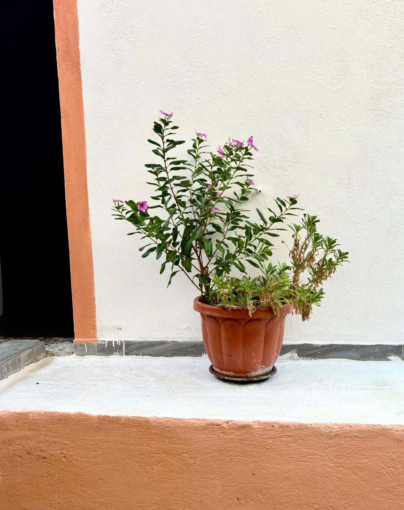 Traditional Corfiot House Περιβόλι Εξωτερικό φωτογραφία